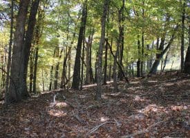 40.00 AC Shenandoah Mountain Rd, Mathias, WV 26812