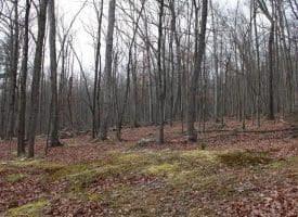 14.29 Acres Whispering Pines Road, Slanesville, WV 25444