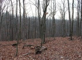 14.29 Acres Whispering Pines Road, Slanesville, WV 25444