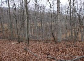 14.29 Acres Whispering Pines Road, Slanesville, WV 25444