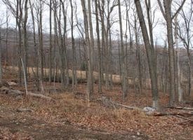 14.29 Acres Whispering Pines Road, Slanesville, WV 25444