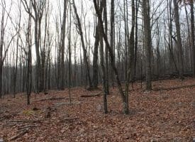 14.29 Acres Whispering Pines Road, Slanesville, WV 25444