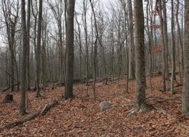 14.29 Acres Whispering Pines Road, Slanesville, WV 25444