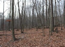 14.29 Acres Whispering Pines Road, Slanesville, WV 25444