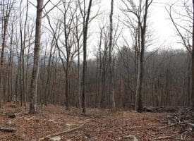 14.29 Acres Whispering Pines Road, Slanesville, WV 25444