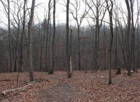 14.29 Acres Whispering Pines Road, Slanesville, WV 25444