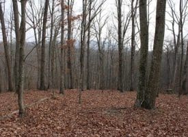 14.29 Acres Whispering Pines Road, Slanesville, WV 25444