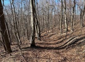 18.08 Ac Bear Ridge Rd, New Creek, WV 26743