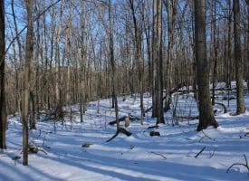 21.57 AC Lost River Glen, Rio, WV 26755