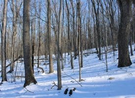 21.57 AC Lost River Glen, Rio, WV 26755