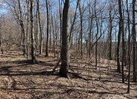 18.08 Ac Bear Ridge Rd, New Creek, WV 26743