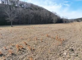 14.46 Acres Northwestern Pike, Shanks, WV 26761