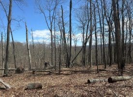 29.72 Ac Pauls Woods Rd, Delray, WV 26714