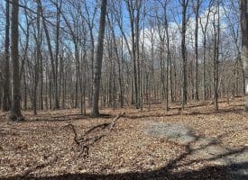 29.72 Ac Pauls Woods Rd, Delray, WV 26714