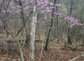 LOT #29 THISTLE RIDGE RD, ROMNEY, WV