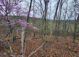 LOT #29 THISTLE RIDGE RD, ROMNEY, WV