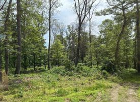 389.2 Acres Woodmont Rd, Great Cacapon, WV 25422
