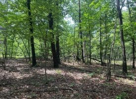 2.23 Ac Doe Trl, Springfield, WV 26763