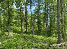 389.2 Acres Woodmont Rd, Great Cacapon, WV 25422