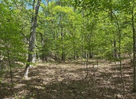13.06 Ac Pine Trail Dr, Moorefield, WV 26836
