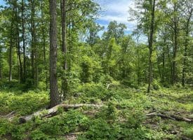 389.2 Acres Woodmont Rd, Great Cacapon, WV 25422