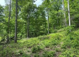 389.2 Acres Woodmont Rd, Great Cacapon, WV 25422