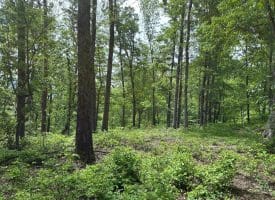 389.2 Acres Woodmont Rd, Great Cacapon, WV 25422