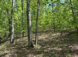 13.06 Ac Pine Trail Dr, Moorefield, WV 26836