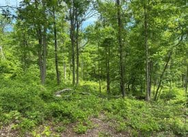 389.2 Acres Woodmont Rd, Great Cacapon, WV 25422