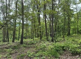 389.2 Acres Woodmont Rd, Great Cacapon, WV 25422