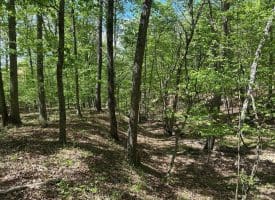 13.06 Ac Pine Trail Dr, Moorefield, WV 26836