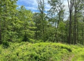 389.2 Acres Woodmont Rd, Great Cacapon, WV 25422