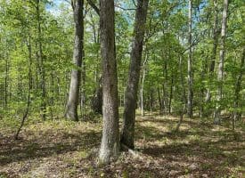 13.06 Ac Pine Trail Dr, Moorefield, WV 26836