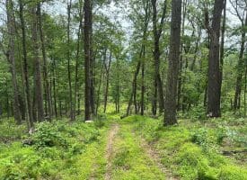 389.2 Acres Woodmont Rd, Great Cacapon, WV 25422