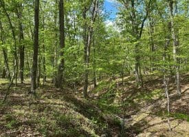 13.06 Ac Pine Trail Dr, Moorefield, WV 26836