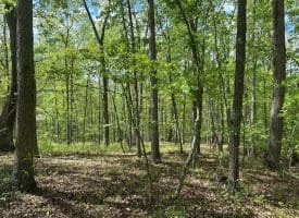 13.06 Ac Pine Trail Dr, Moorefield, WV 26836