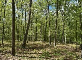 13.06 Ac Pine Trail Dr, Moorefield, WV 26836