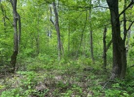 389.2 Acres Woodmont Rd, Great Cacapon, WV 25422