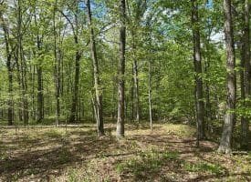 13.06 Ac Pine Trail Dr, Moorefield, WV 26836