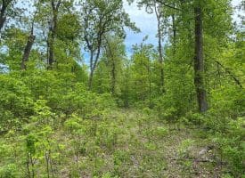 389.2 Acres Woodmont Rd, Great Cacapon, WV 25422