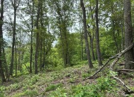 389.2 Acres Woodmont Rd, Great Cacapon, WV 25422