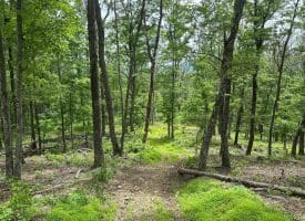 389.2 Acres Woodmont Rd, Great Cacapon, WV 25422