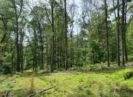 389.2 Acres Woodmont Rd, Great Cacapon, WV 25422