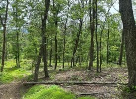 389.2 Acres Woodmont Rd, Great Cacapon, WV 25422
