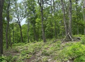 389.2 Acres Woodmont Rd, Great Cacapon, WV 25422
