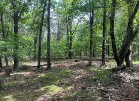 2.23 Ac Doe Trl, Springfield, WV 26763