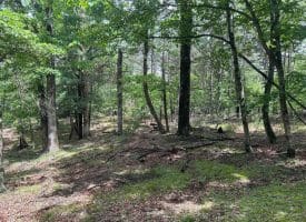 2.23 Ac Doe Trl, Springfield, WV 26763