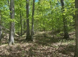 13.06 Ac Pine Trail Dr, Moorefield, WV 26836