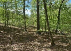 13.06 Ac Pine Trail Dr, Moorefield, WV 26836