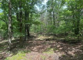 2.23 Ac Doe Trl, Springfield, WV 26763